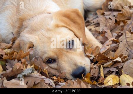 Sad dog puppy Labrador lying in forest Stock Photo