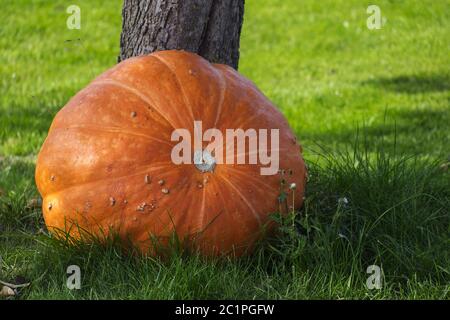 Giant pumpkin (Cucurbita maxima) on meadow Stock Photo