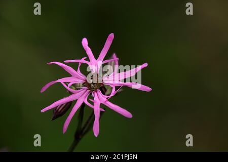Cuckoo-light clove Silene flos-cuculi or Lychnis flos-cuculi Stock Photo