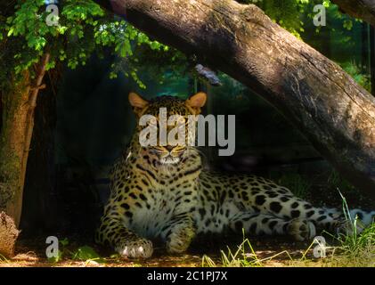 Persian leopard Stock Photo