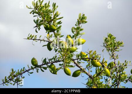Argan nuts on tree branch in Morocco Stock Photo