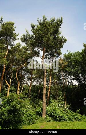 Pine trees in the Tyrolean Alps in summer Stock Photo