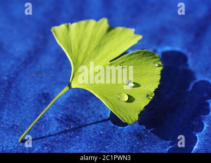Ginkgo leaf floating in the water Stock Photo