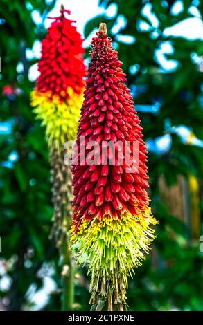 Kniphofia hirsuta also called tritoma, red hot poker, torch lily, knofflers, traffic lights or poker plant Stock Photo