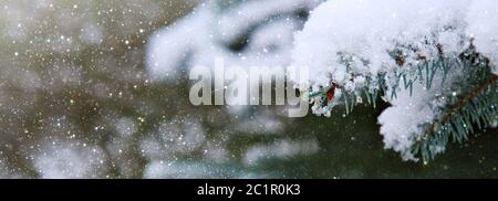 Pine tree branches covered with snow. Winter background. Stock Photo