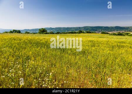 Landscape of Macedonia region, Wheat fields of Macedonia region, Suburb of Serres,Central Macedonia,Greece,Europe Stock Photo