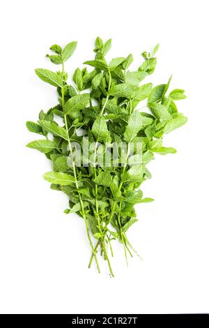 Green mint branch isolated on white background. Stock Photo