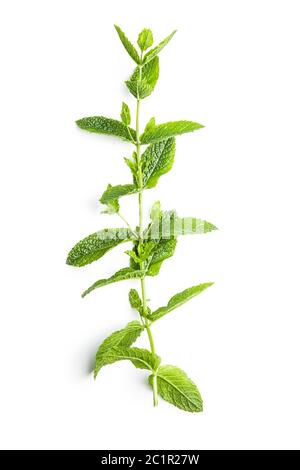 Green mint branch isolated on white background. Stock Photo