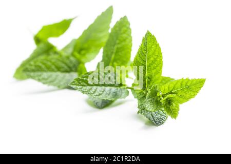Green mint branch isolated on white background. Stock Photo