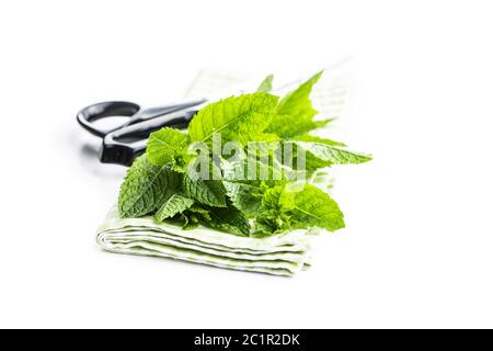 Green mint leaves isolated on white background. Stock Photo