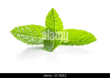 Green mint leaves isolated on white background. Stock Photo