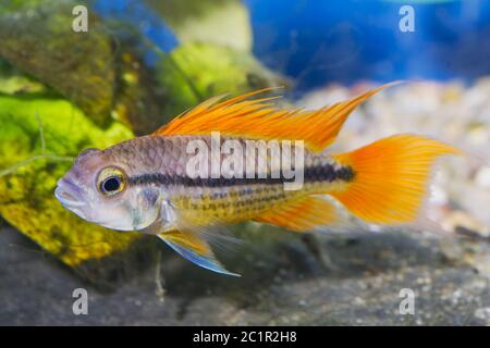 Portrait of aquarium fish - Cockatoo cichlid (Apistogramma cacatuoides) in a aquarium Stock Photo