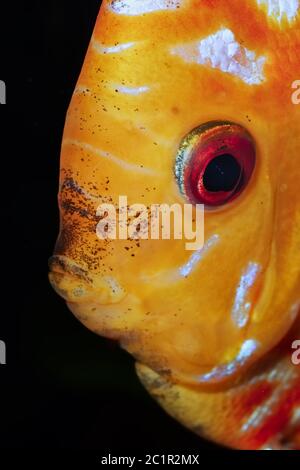 Portrait of discus fish (Sympysodon) isolated on a black background Stock Photo