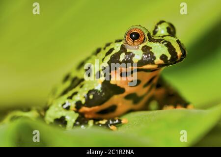 Frog Oriental fire-bellied toad (Bombina orientalis) sitting on a green leaf Stock Photo