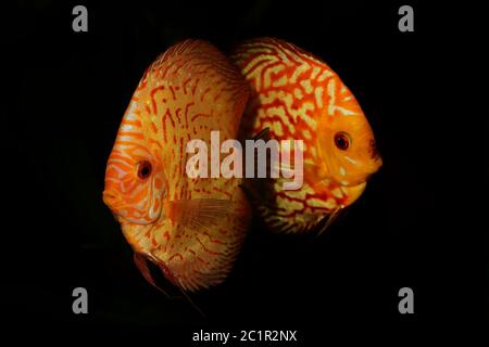 Portrait of aquarium discus fishes fish (Symphysodon) isolated on black backround Stock Photo