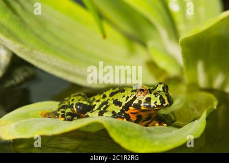 Frog Oriental fire-bellied toad (Bombina orientalis) sitting on a green leaf Stock Photo