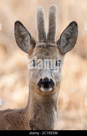 Portrait of curious young roe deer buck with antlers covered in velvet. Roe deer stag facing camera at the beginning of spring, (Capreolus capreolus), Stock Photo