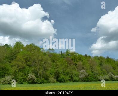 Spring meadow full of dandelion flowers on the edge of the forest with a beautiful cloud sky Stock Photo