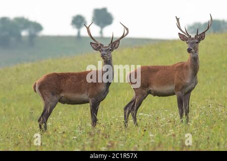 Two young red deer stags standing in the summer landscape, rare antlers, wildlife, Cervus elaphus, Slovakia Stock Photo