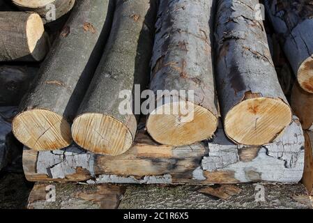 sawed tree trunks Stock Photo