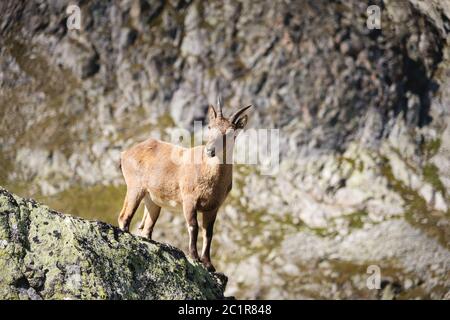 Young female alpine Capra ibex looking at the camera and standing on the high rocks stone in Dombay mountains against the rocks. Stock Photo