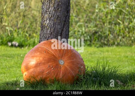 Giant pumpkin (Cucurbita maxima) on meadow Stock Photo