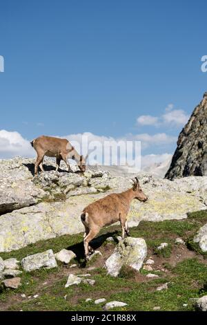 Young female alpine Capra ibex with a cub standing on the high rocks stone in Dombay mountains against the rocks. North Caucasus Stock Photo