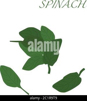 Spinach on a white background, hand-drawn vector illustration Stock Vector