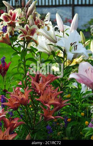 Lilies (Lilium) blossoms Stock Photo - Alamy