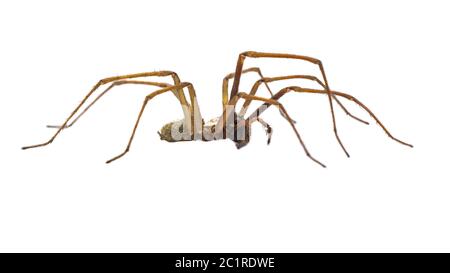 Giant house spider (Eratigena atrica) side view of arachnid with long hairy legs isolated on white background