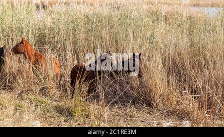 Wild horses hide in the reeds. Stock Photo