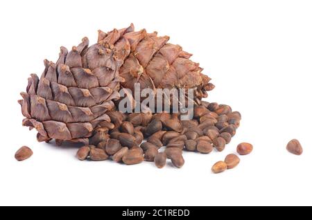 Cedar cone close up isolated on white background Stock Photo