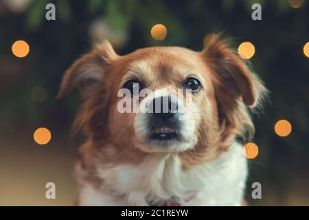 Portrait of Happy brown cute dog, Head shot of smile dog with bokeh backgound Stock Photo