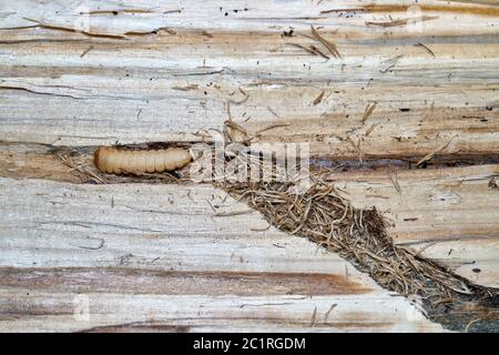 Larva of a large poplar longhorn beetle (Saperda carcharias) in the wood of a poplar tree Stock Photo