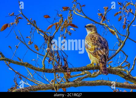 Young changeable hawk-eagle or crested hawk-eagle (Nisaetus cirrhatus) in Jim Corbett National Park, India Stock Photo