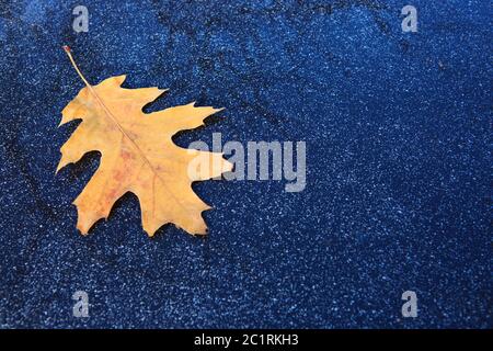 Yellow oak leaf isolated on a gray background. Stock Photo