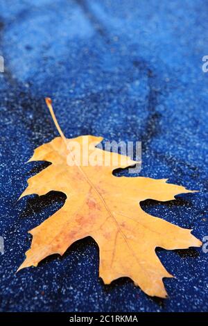 Yellow oak leaf isolated on a gray background. Stock Photo