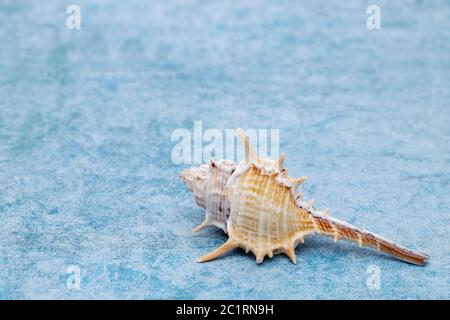 close up of spiny seashell on a white background Stock Photo