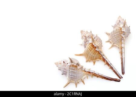 close up of spiny seashell on a white background Stock Photo