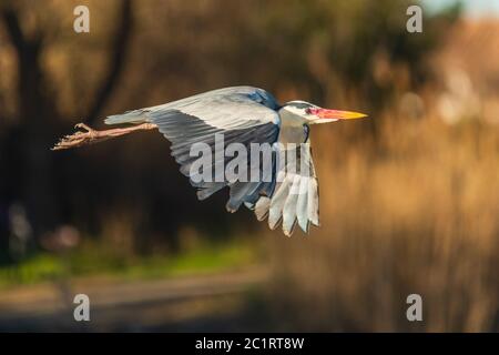 Close-up of a grey heron in flight Stock Photo