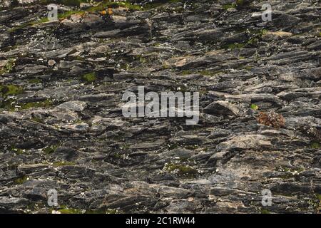 Textured basalt background thin stone fibers in the cut. natural volcanic formations Stock Photo