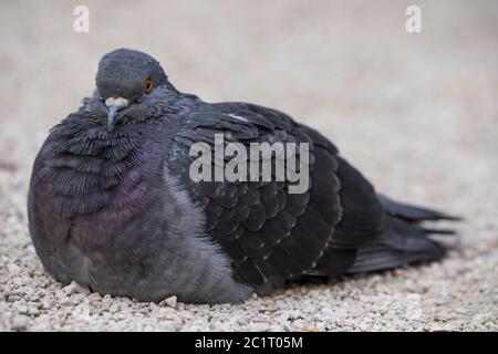 Pigeon with orange eye sitting on gray and white gravel. Close-up Stock Photo