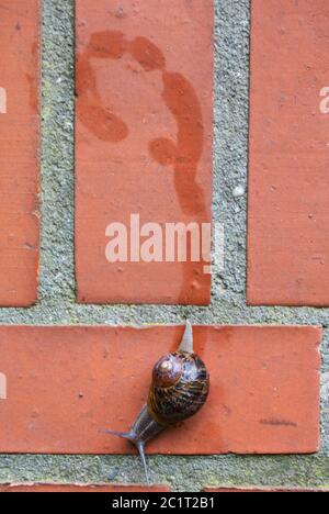 Garden snail, Cornu aspersum, on red brick wall, leaving a slimy trail Stock Photo