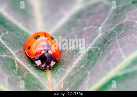 Coccinella septempunctata, known as seven-spot ladybird, seven-spotted ladybug, C-7 or seven-spot lady beetle on the leaf Stock Photo