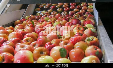 close up of apples being washed and traveling up a conveyor belt in a tasmanian apple packing shed Stock Photo