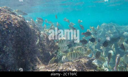 school of convict tangs swim over the reef at hanauma bay, Stock Photo