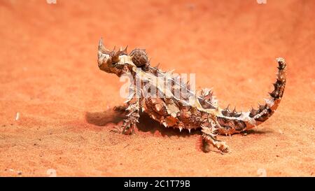 australian thorny dragon lizard turns its head and looks around Stock Photo