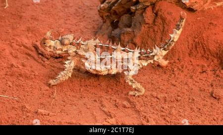 close up of a thorny dragon lizard walking Stock Photo