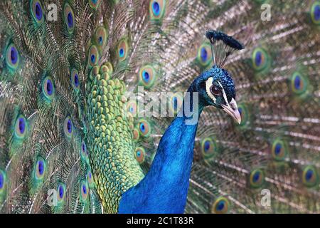 Portrait Peacock Pavo cristatus In front of Jewelry Feathers Stock Photo