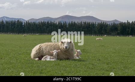 mother sheep rests with her two young lambs on a farm Stock Photo
